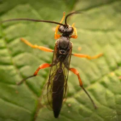 Black Slip Wasp
