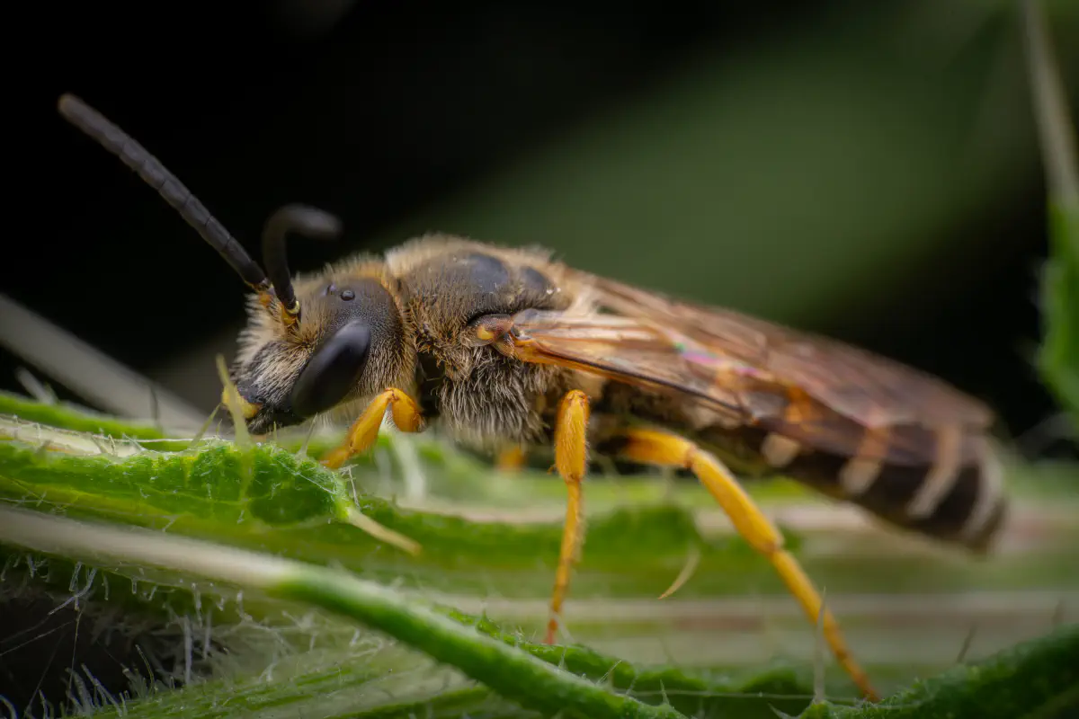 Sweat Bees – No. 1