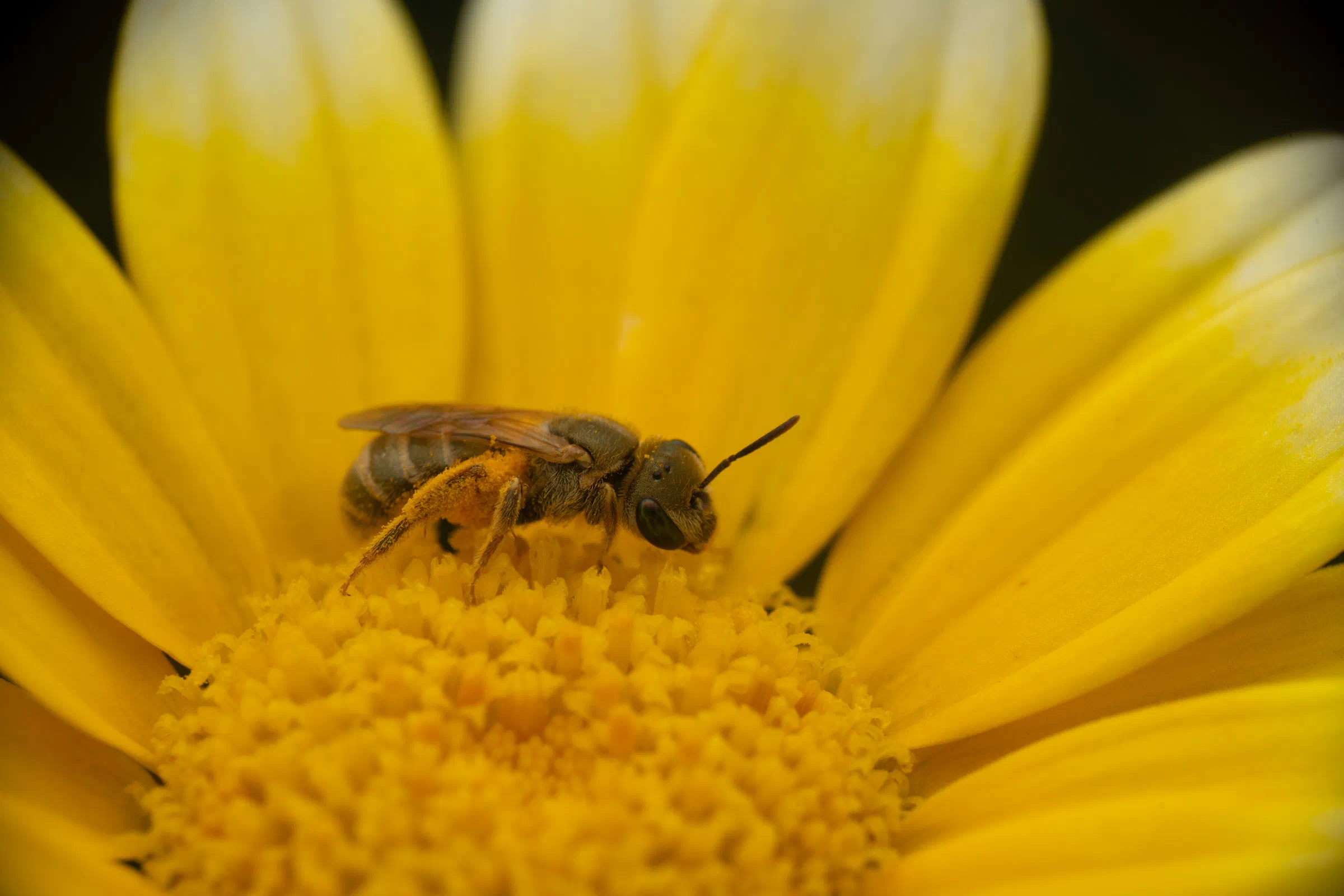 Halictus subauratus