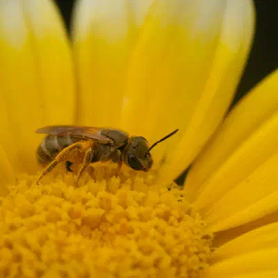 Dichtpunktierte Goldfurchenbiene