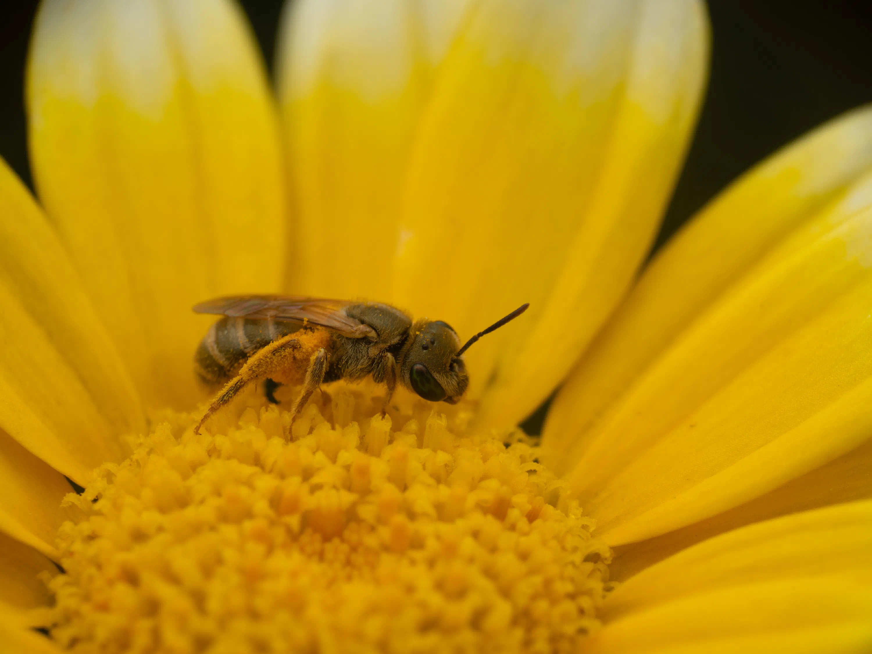 Halictus subauratus