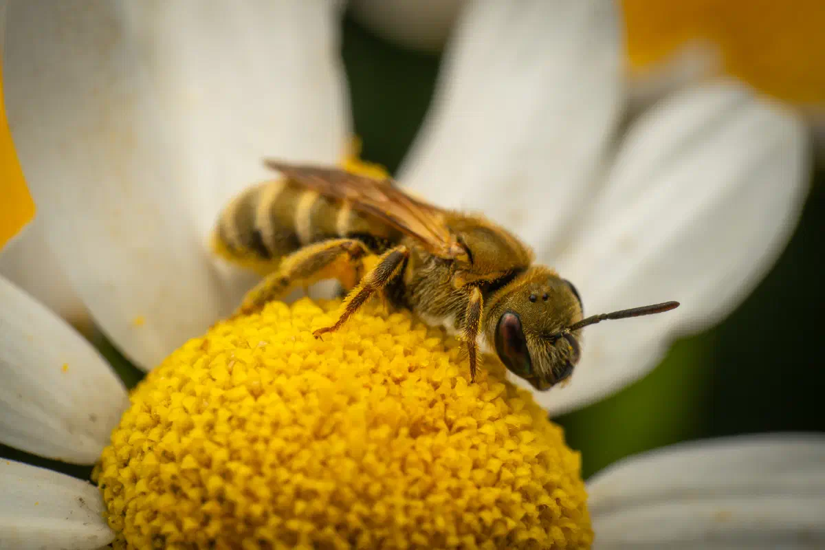 Abejas negras del sudor