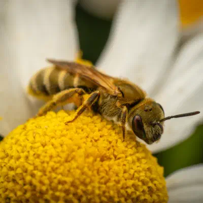 Furchenbienen
