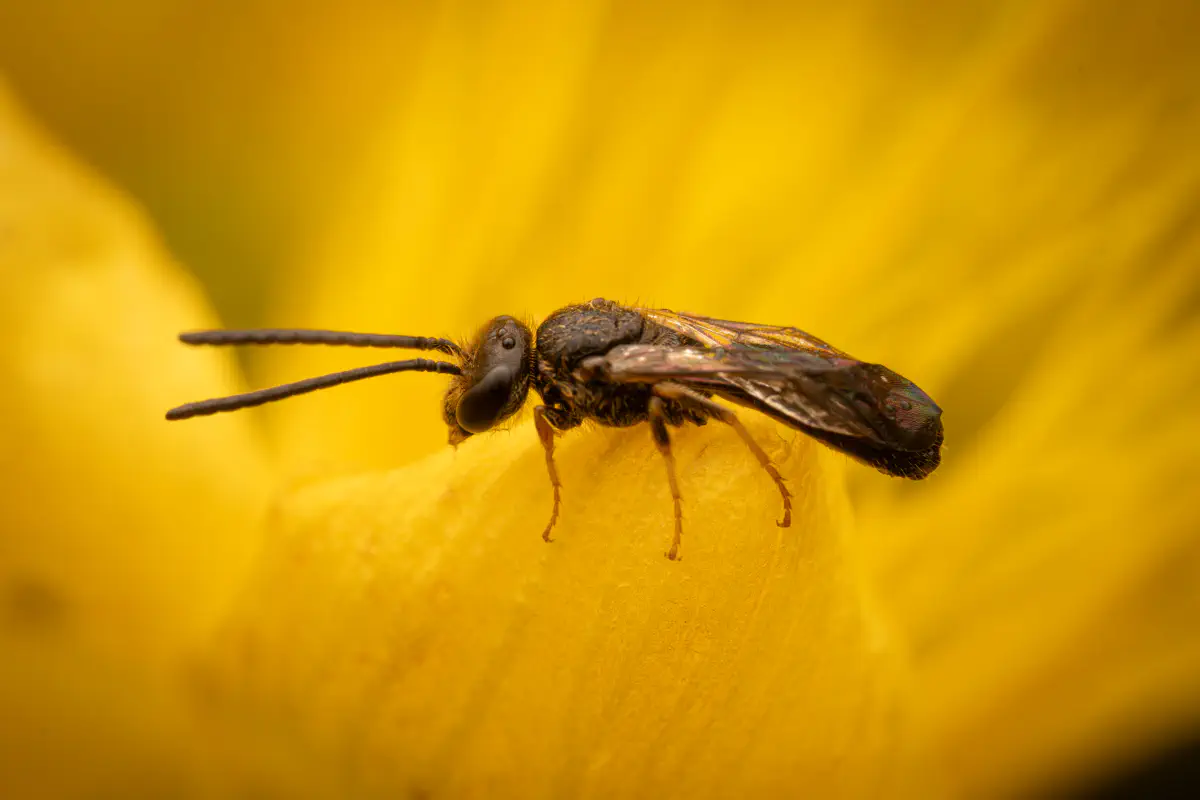 Gewöhnliche Goldfurchenbiene – No. 1