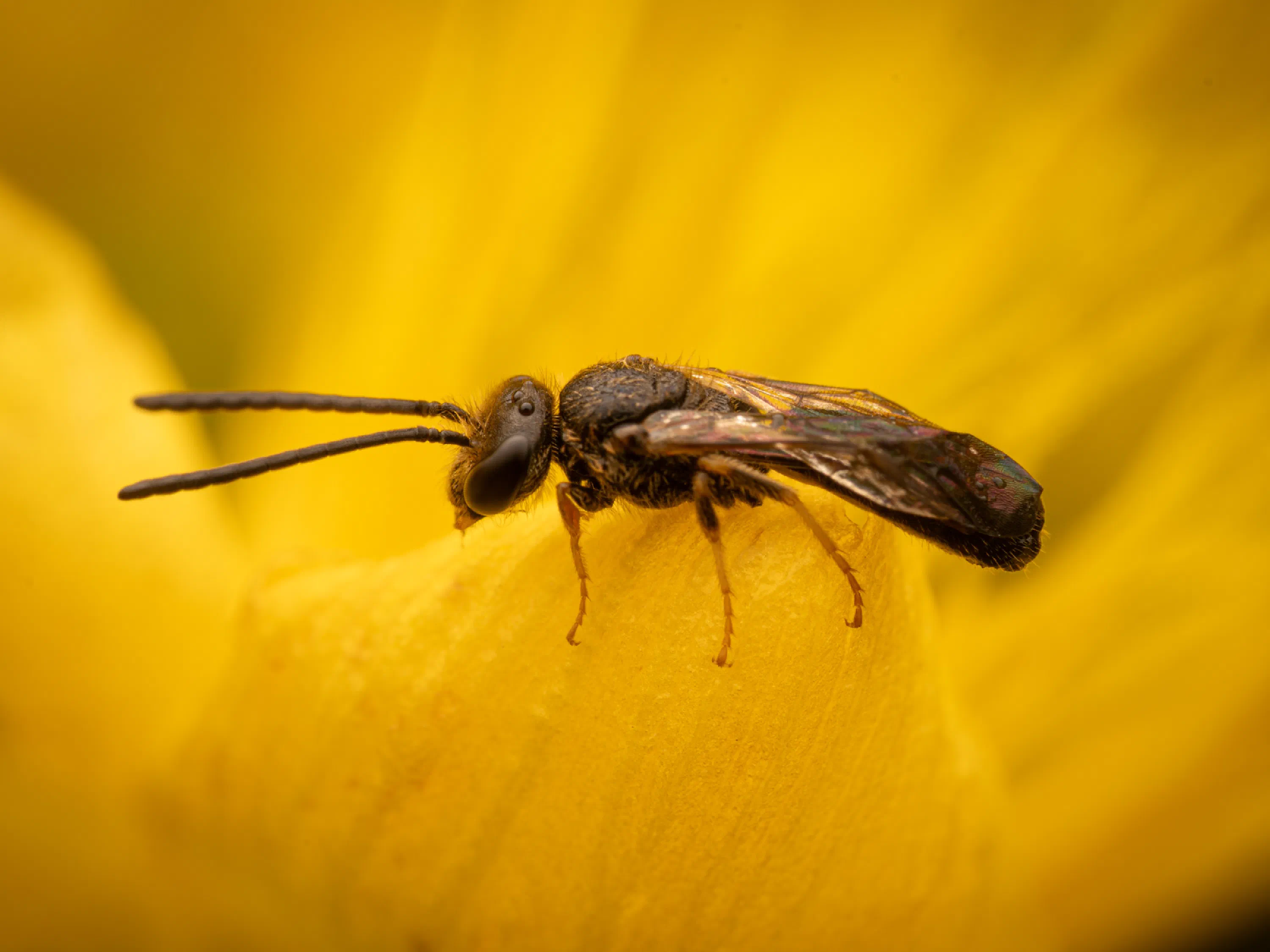 Bronze furrow bee