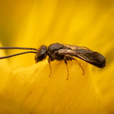 Bronze furrow bee
