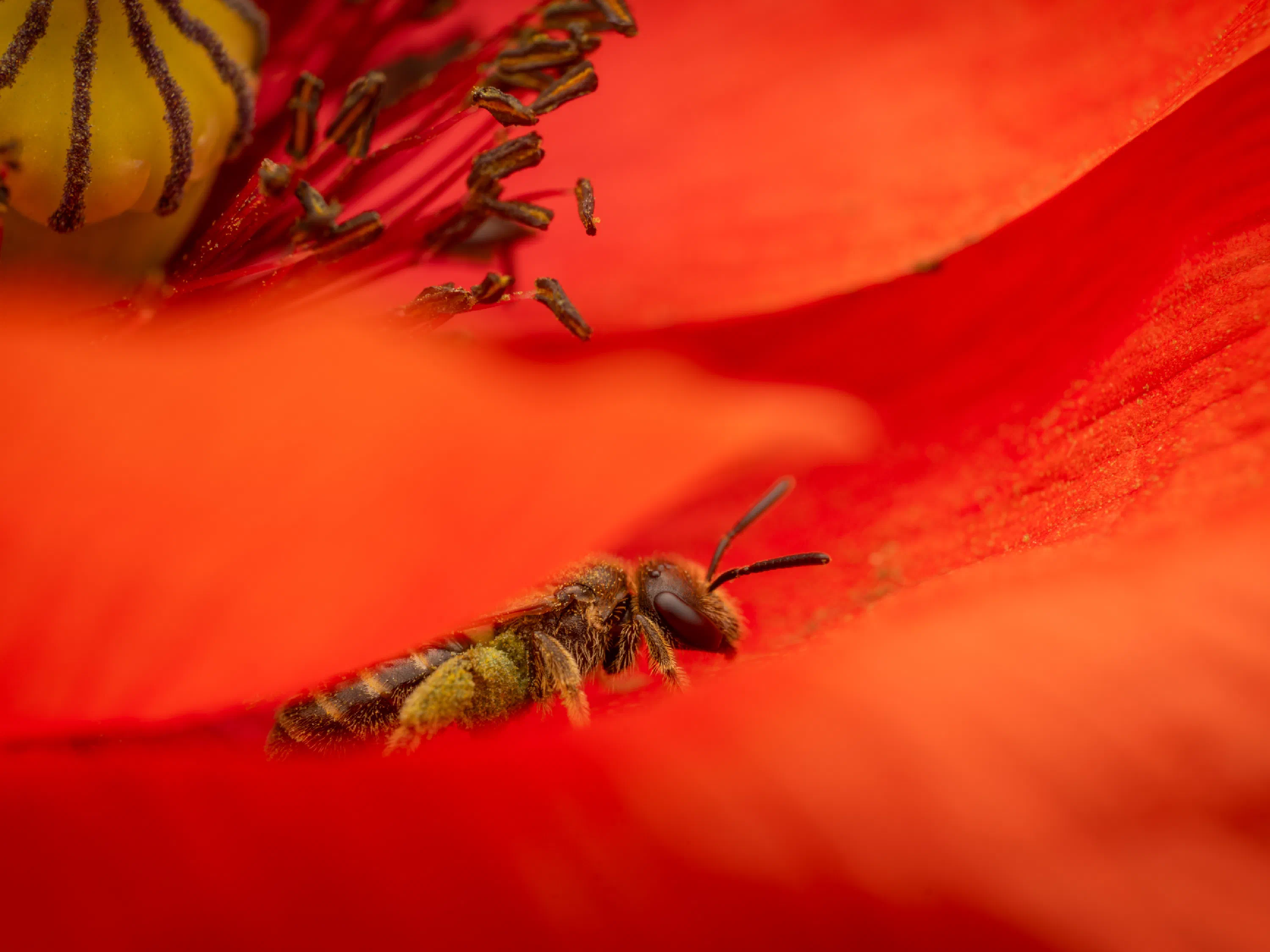 Bronze furrow bee