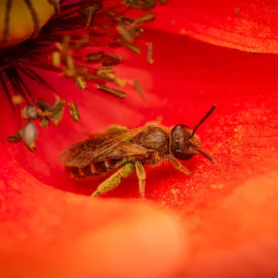 Bronze furrow bee