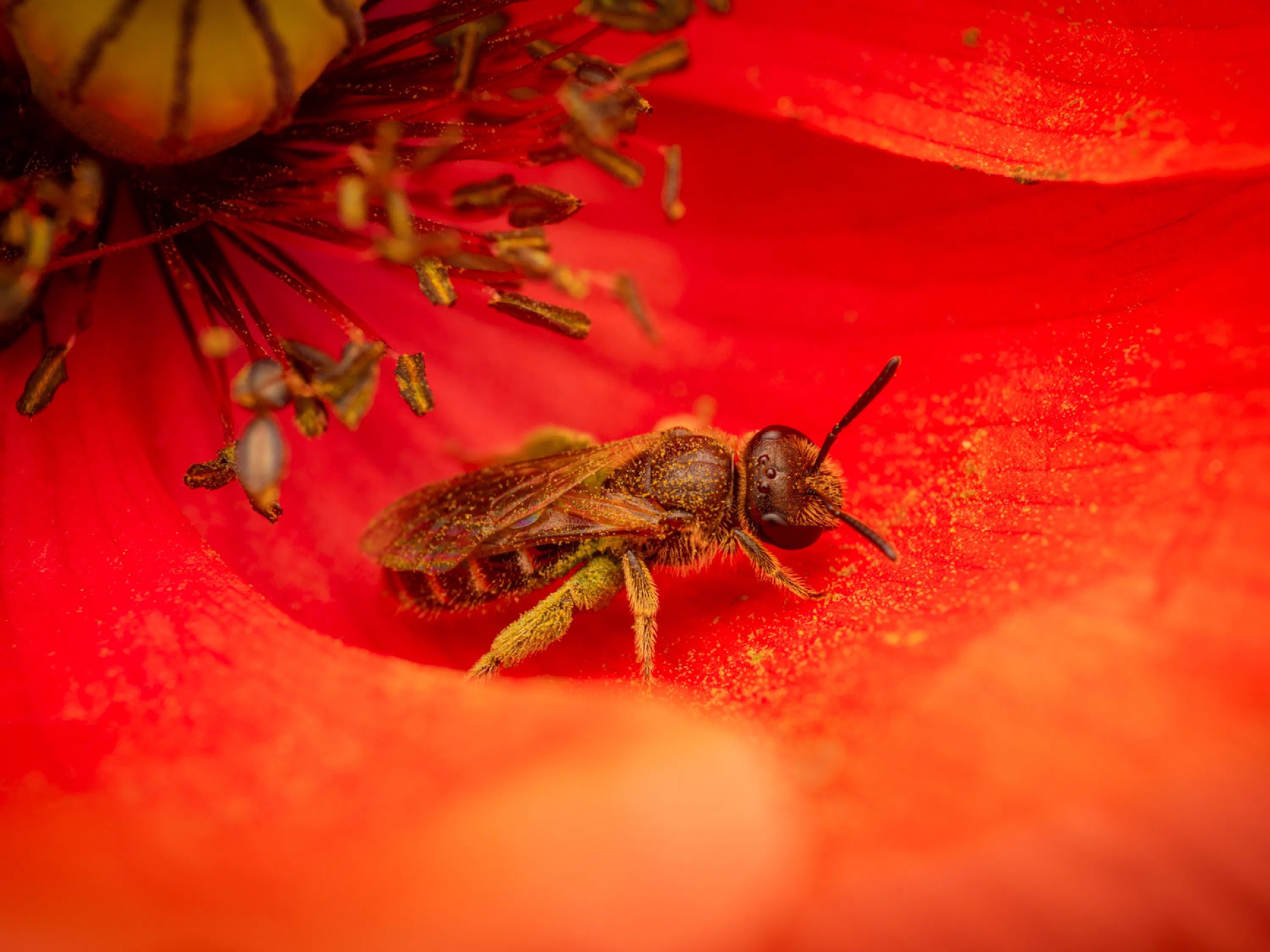 Bronze furrow bee