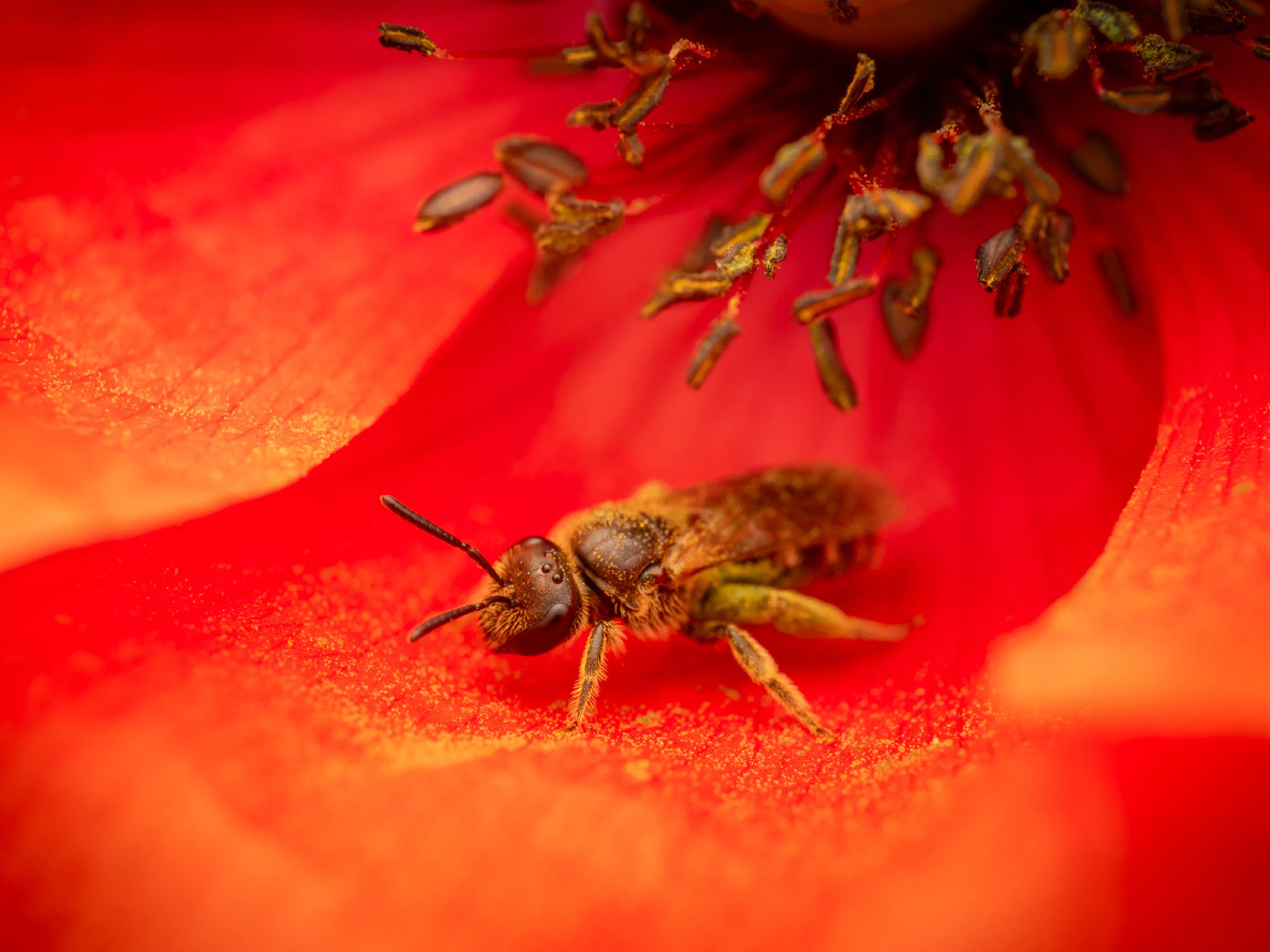 Bronze furrow bee