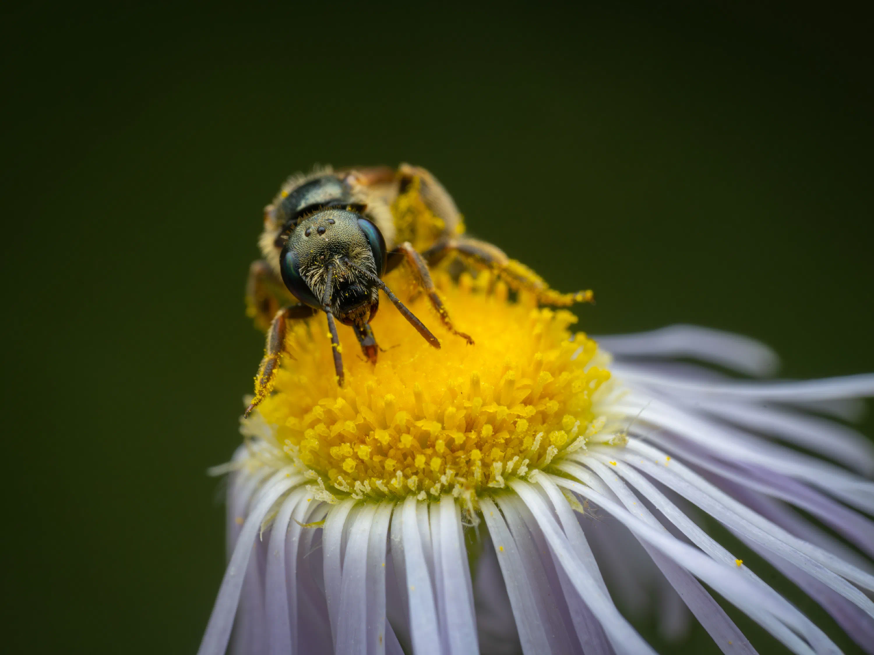 Halictus leucaheneus