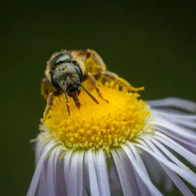 Halictus leucaheneus