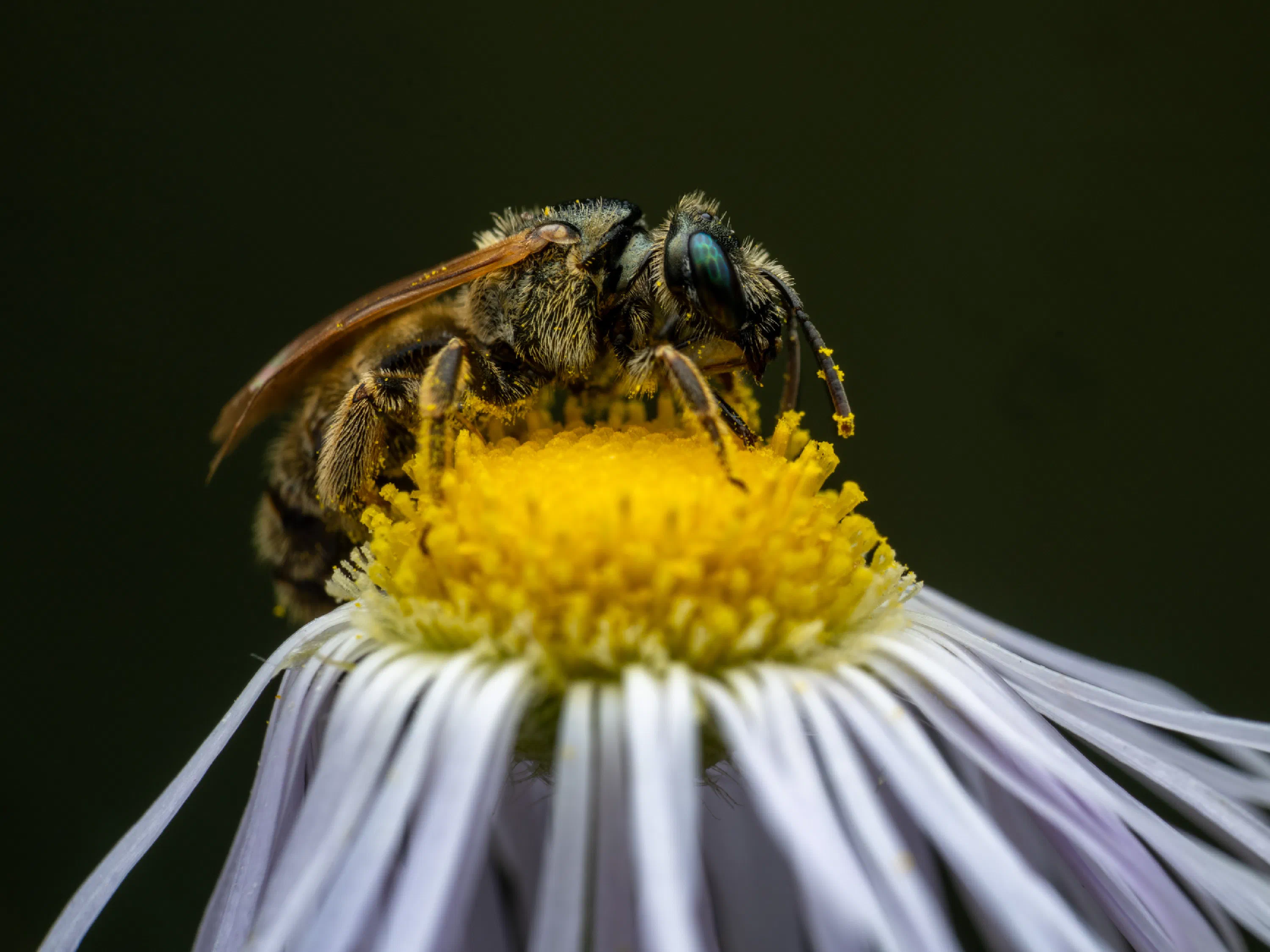 Halictus leucaheneus