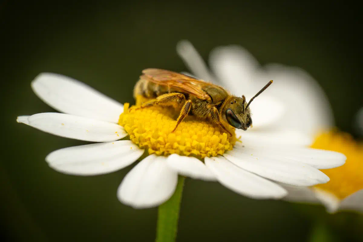 Abejas negras del sudor