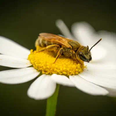 Abejas negras del sudor