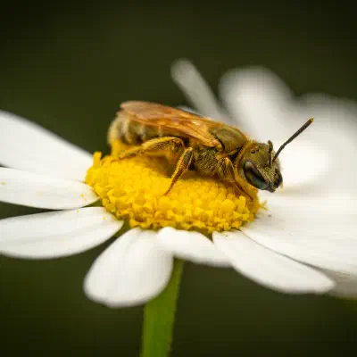 Furchenbienen