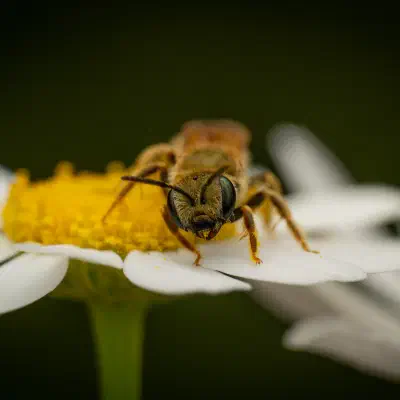 Furchenbienen