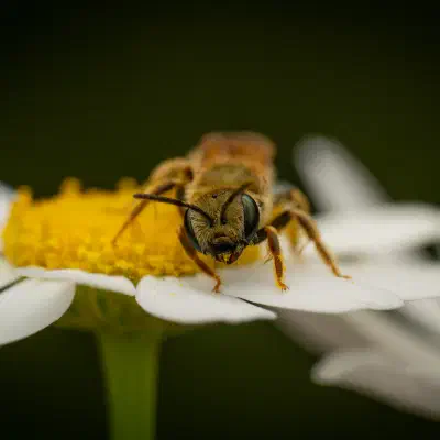 Abejas negras del sudor