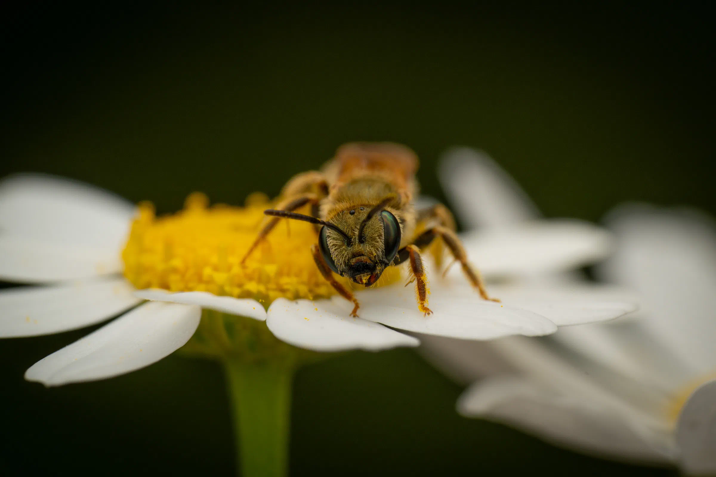 Abejas negras del sudor – No. 3