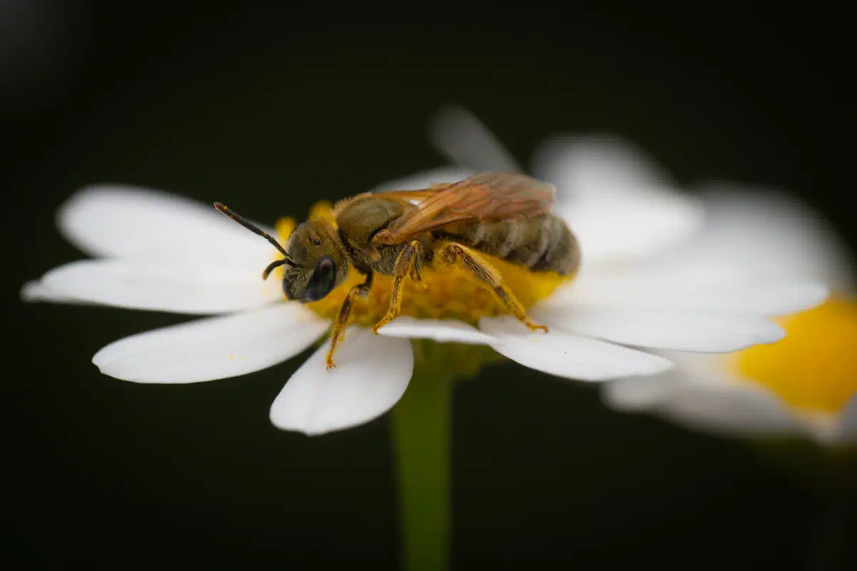 Abejas negras del sudor