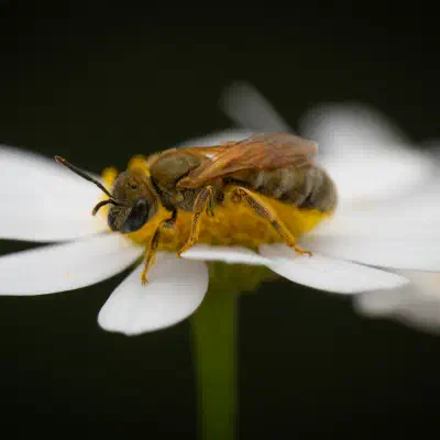 Abejas negras del sudor