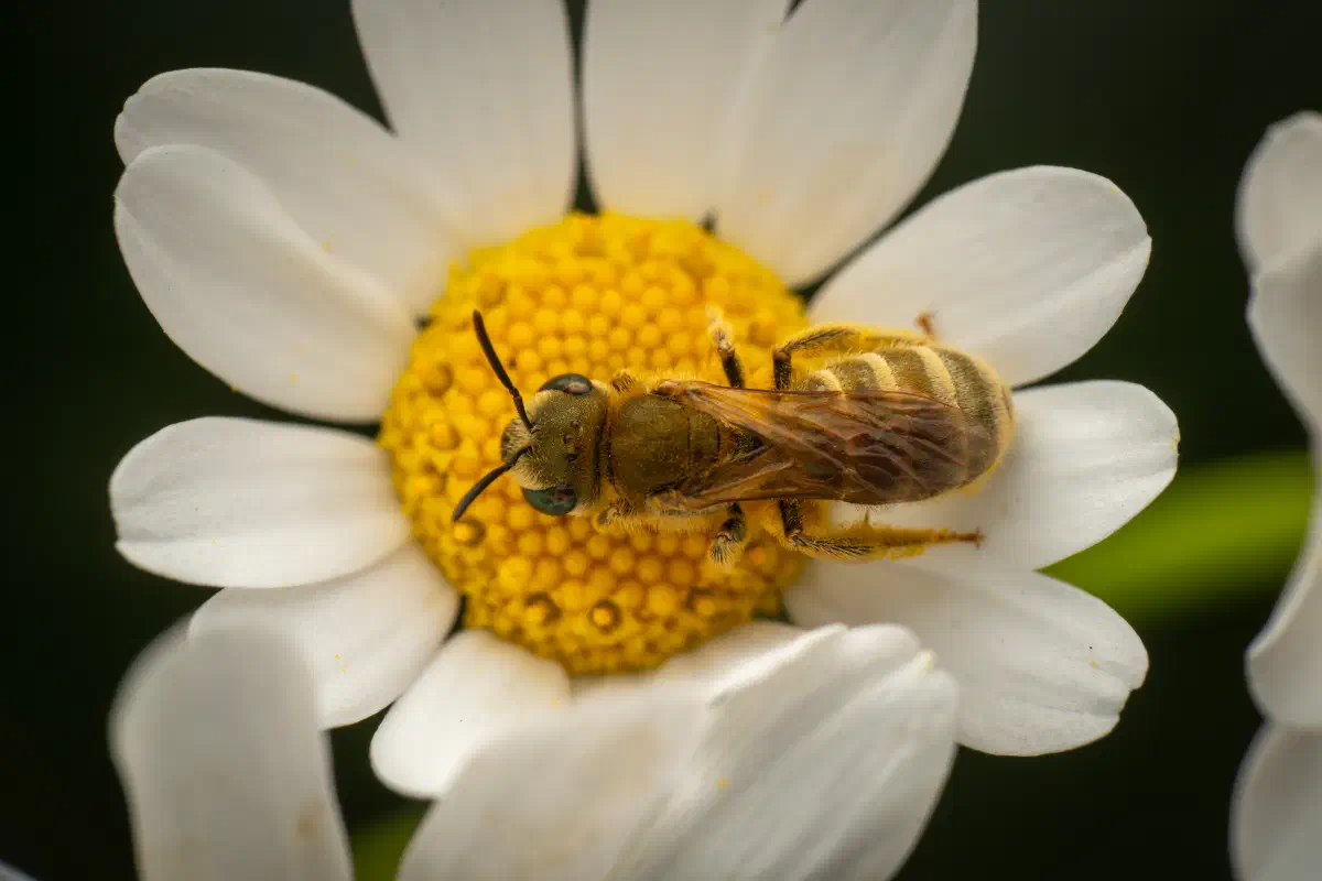 Abejas negras del sudor