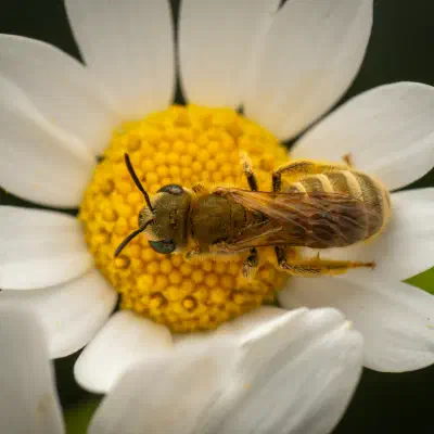 Abejas negras del sudor