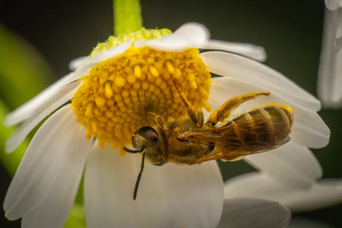 Abejas negras del sudor