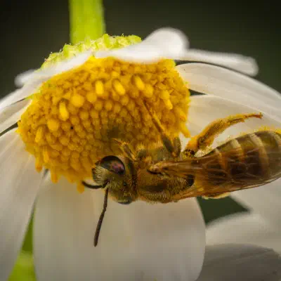 Abejas negras del sudor