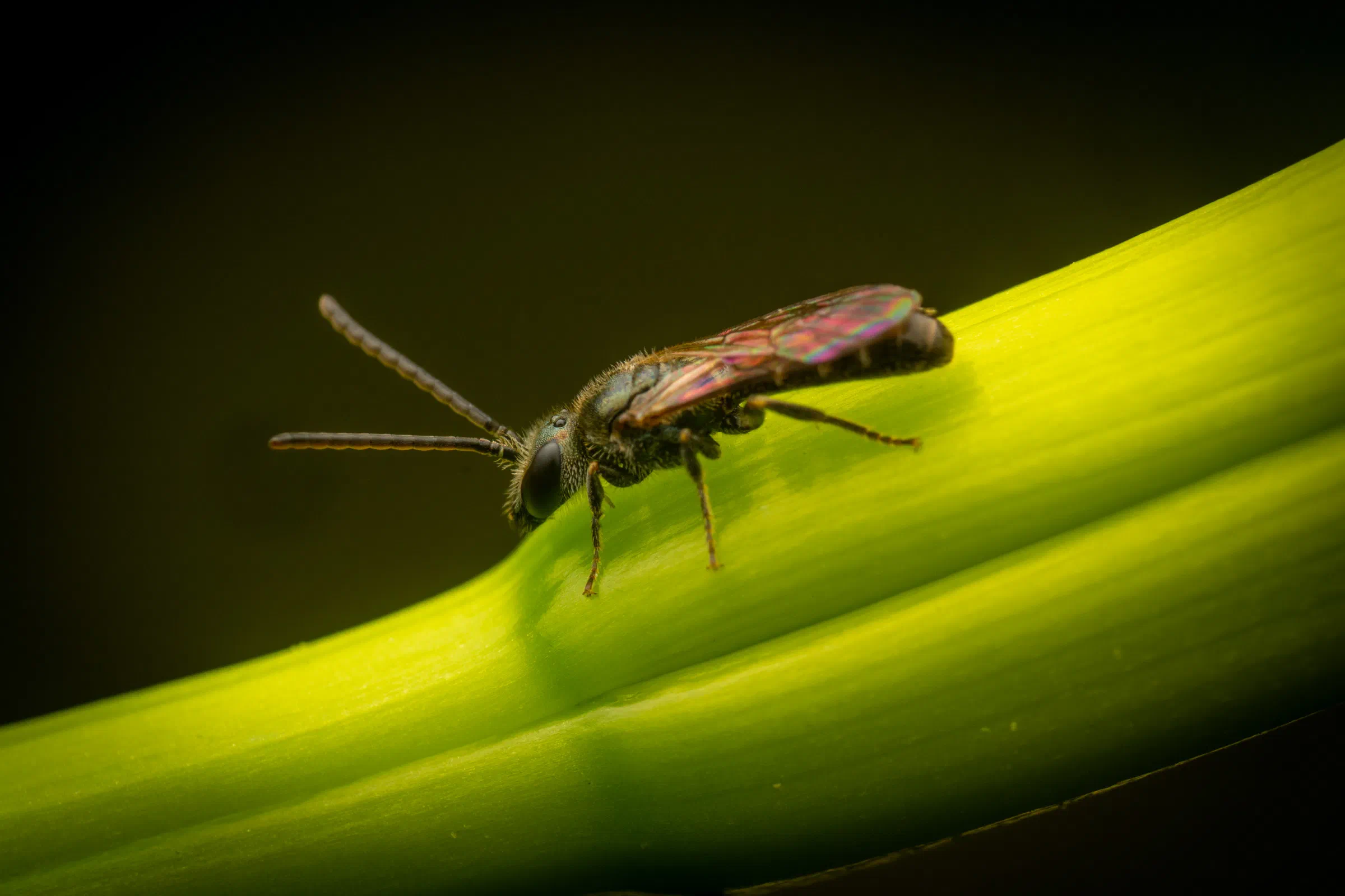 Abejas negras del sudor – No. 7