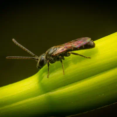 Furrow Bees