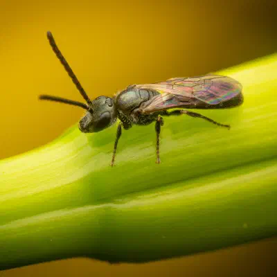 Abejas negras del sudor