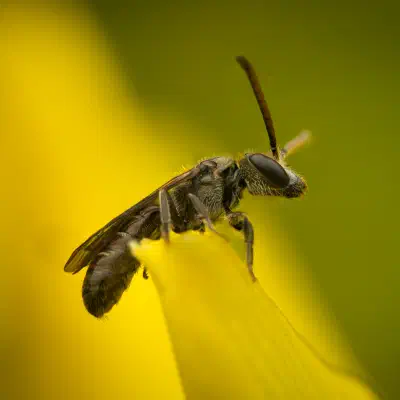 Furchenbienen