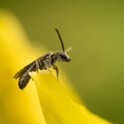 Furrow Bees