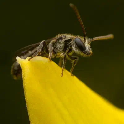 Furchenbienen