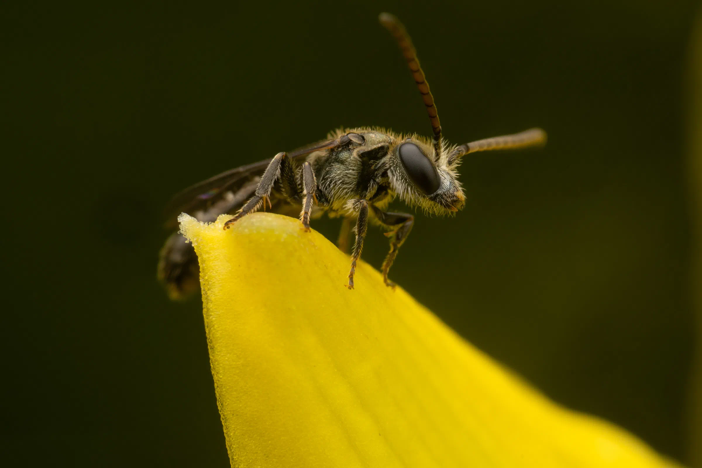 Furchenbienen – No. 11