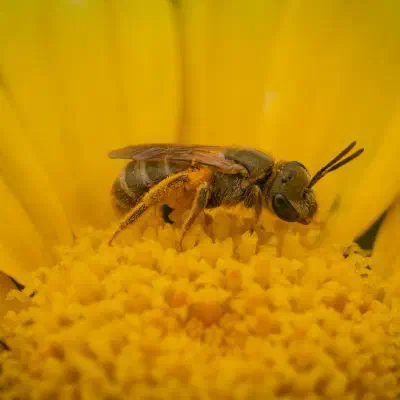 Furchenbienen