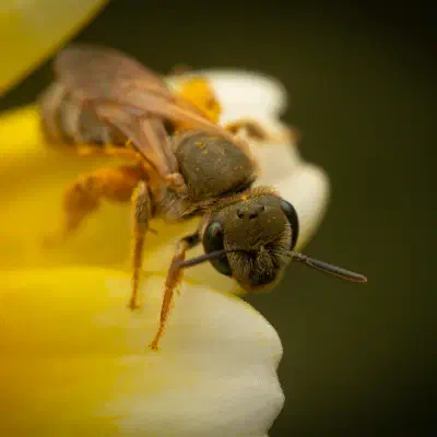 Furrow Bees