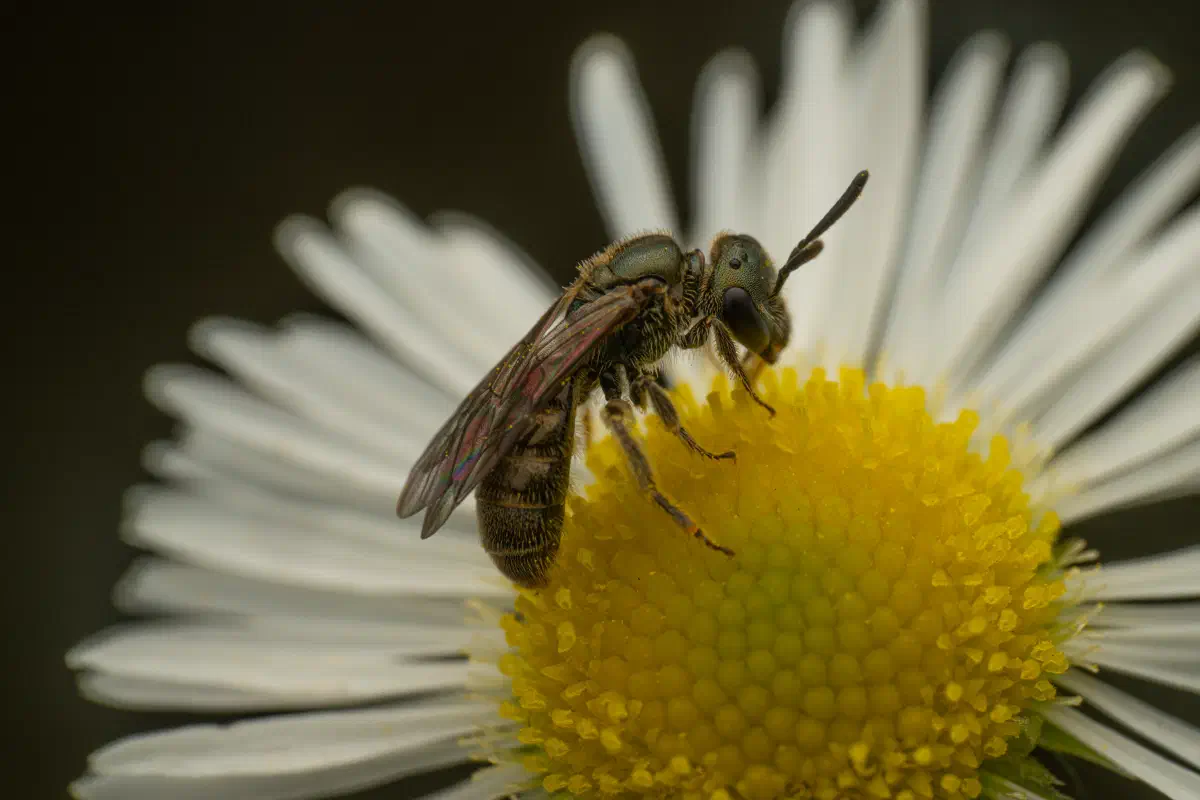 Abejas negras del sudor