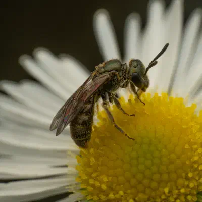 Abejas negras del sudor