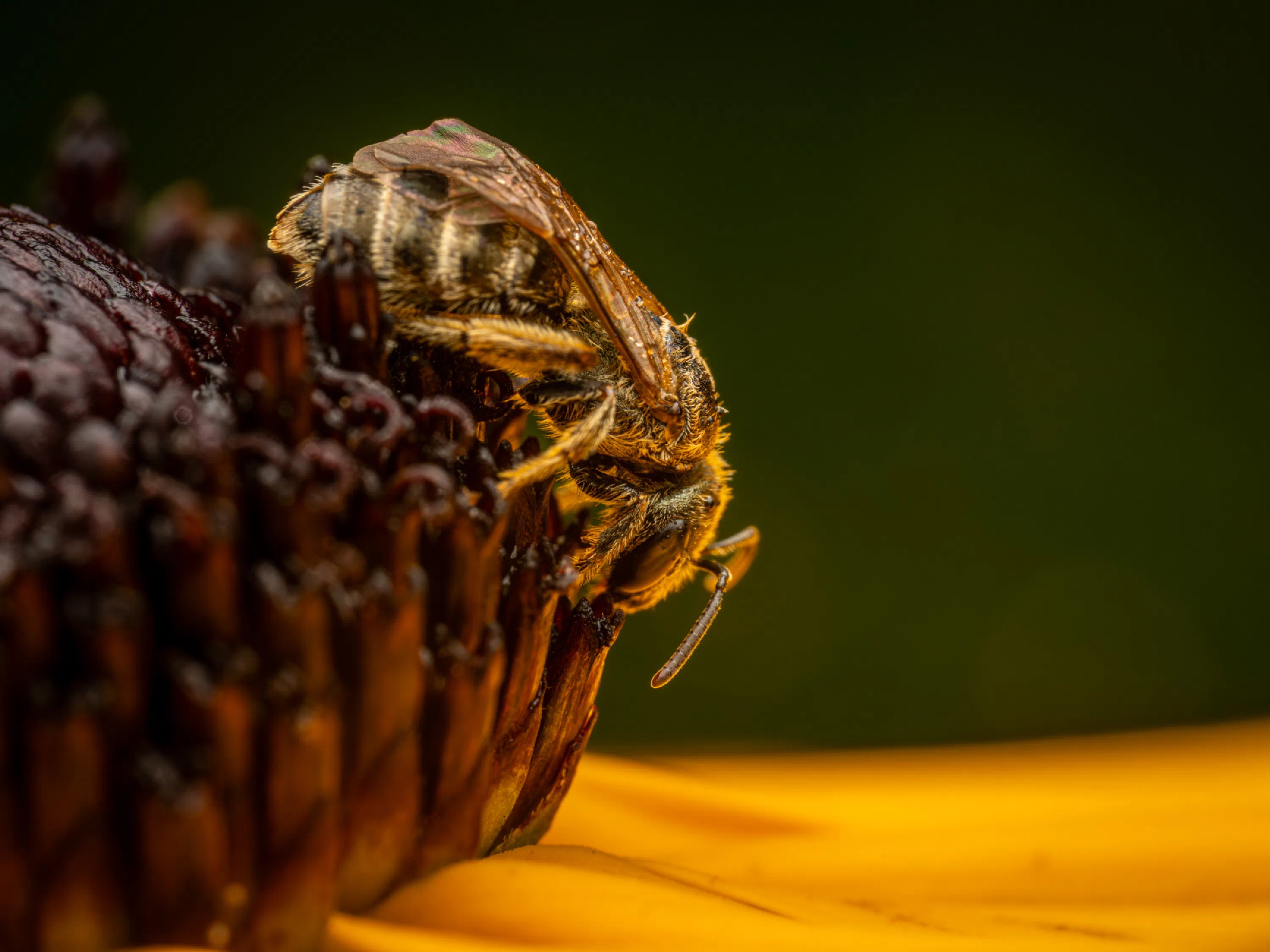 Halictus confusus