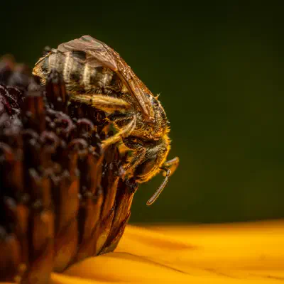 Confusing Furrow Bee