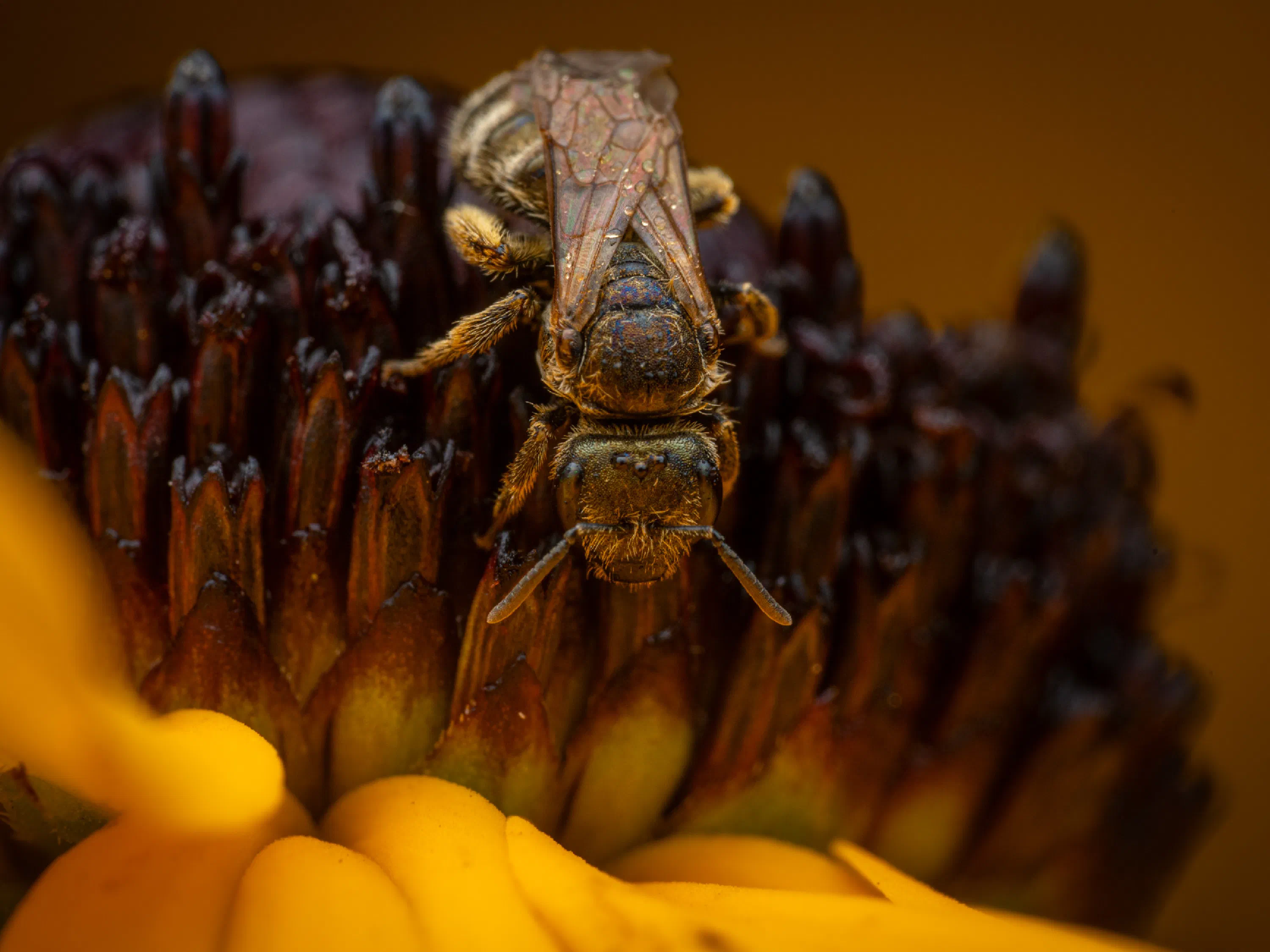 Halictus confusus