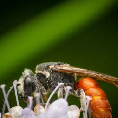 White-lipped Blood Bee