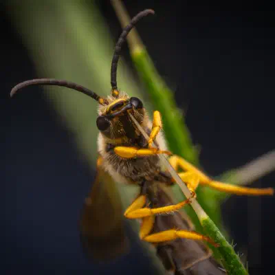 Halictes, lasioglosses, sphécodes et apparentées