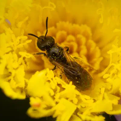 Lasioglossum