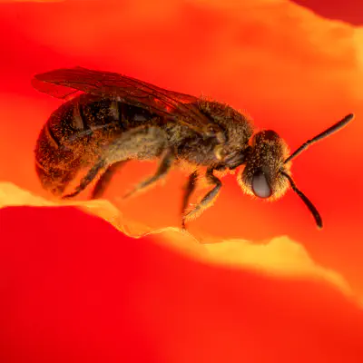 Schmalbienen