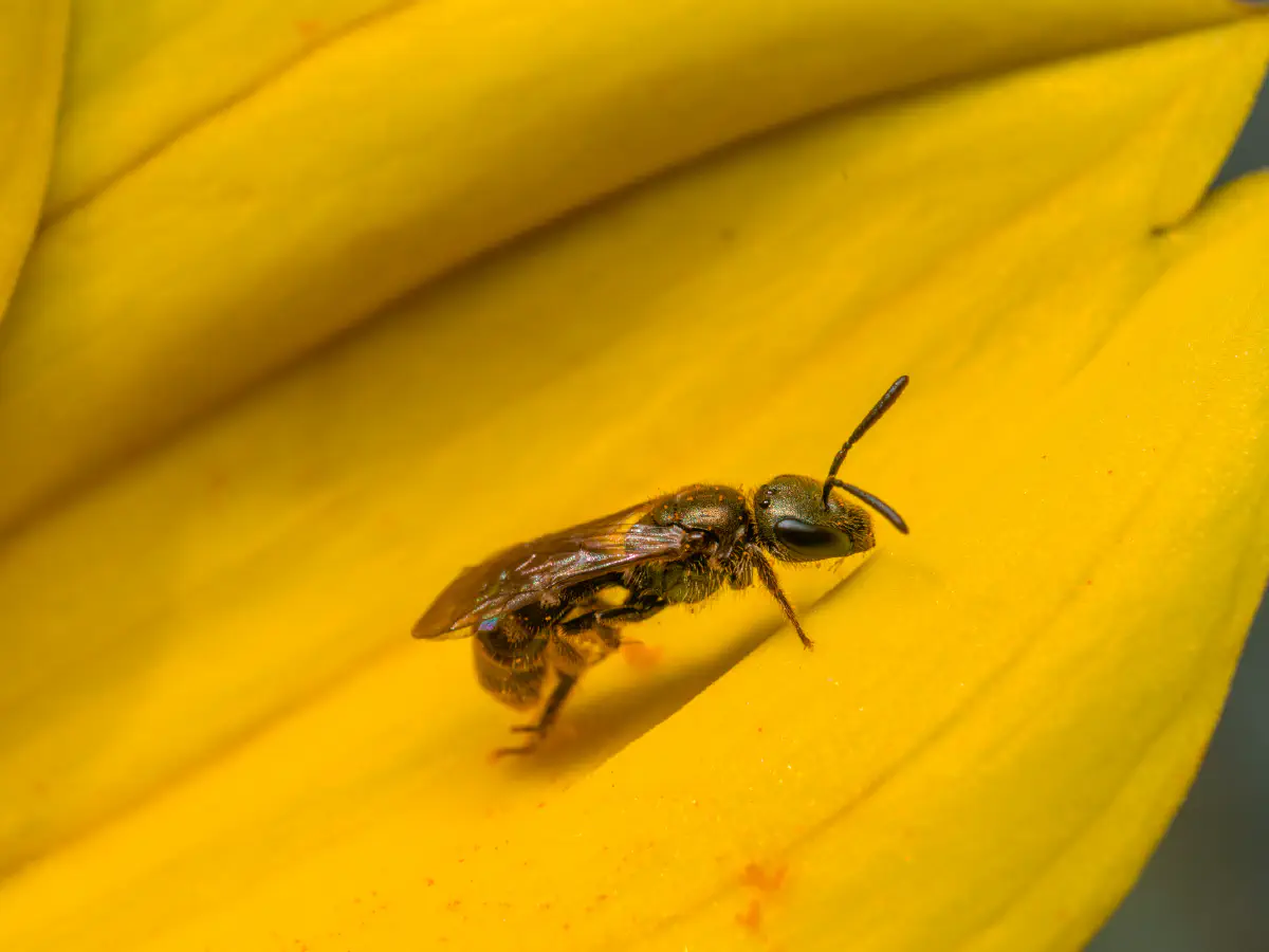 Lasioglosse des pavements