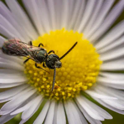 Lasioglossum malachurum