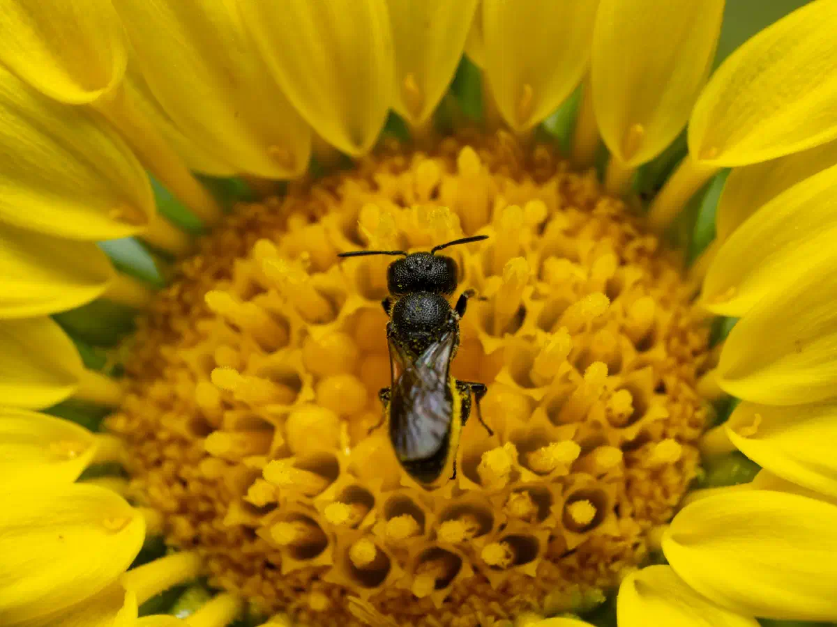 Lasioglosse des pavements